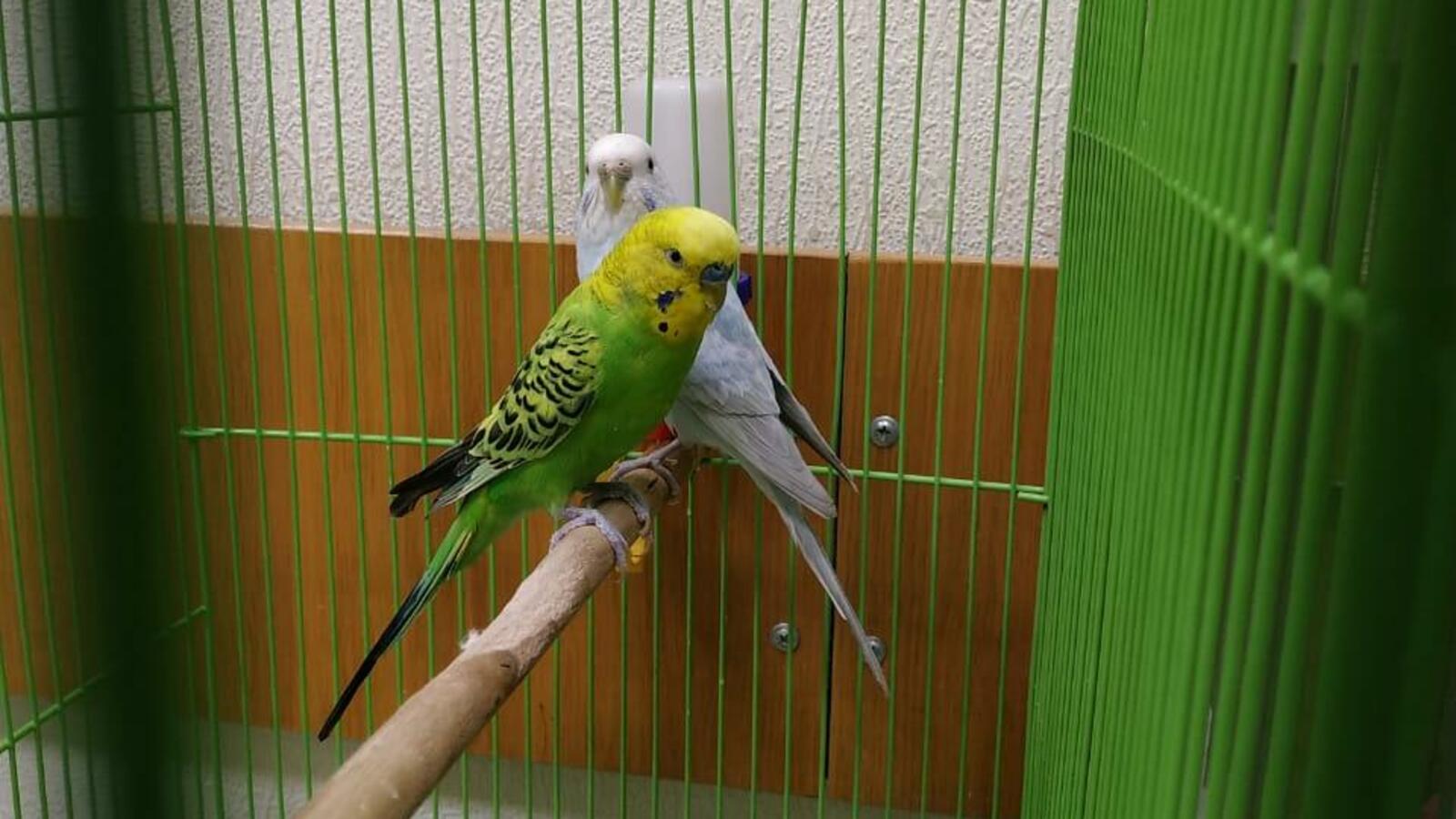 Яна Калинина