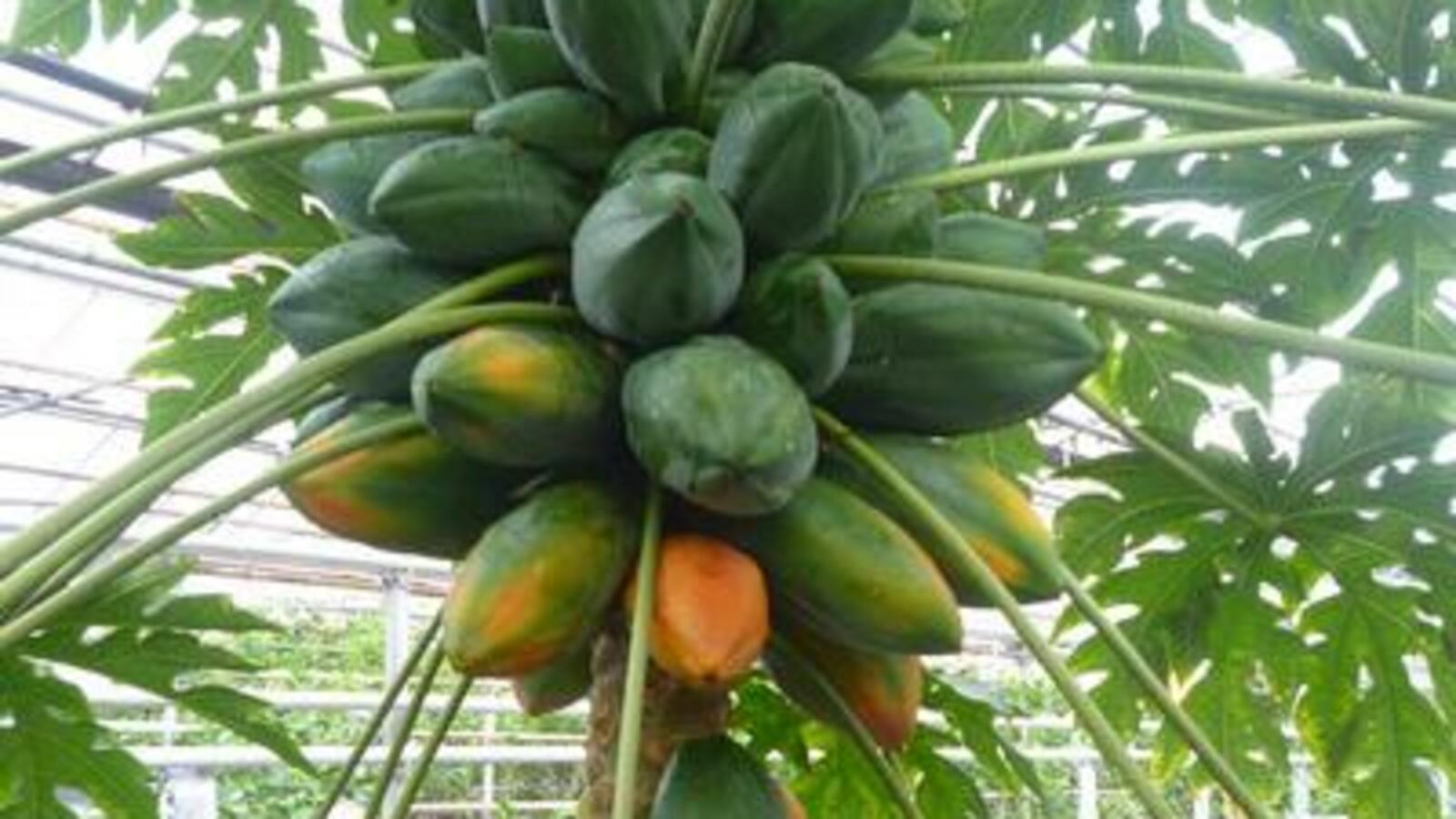 Уфимский лимонарий