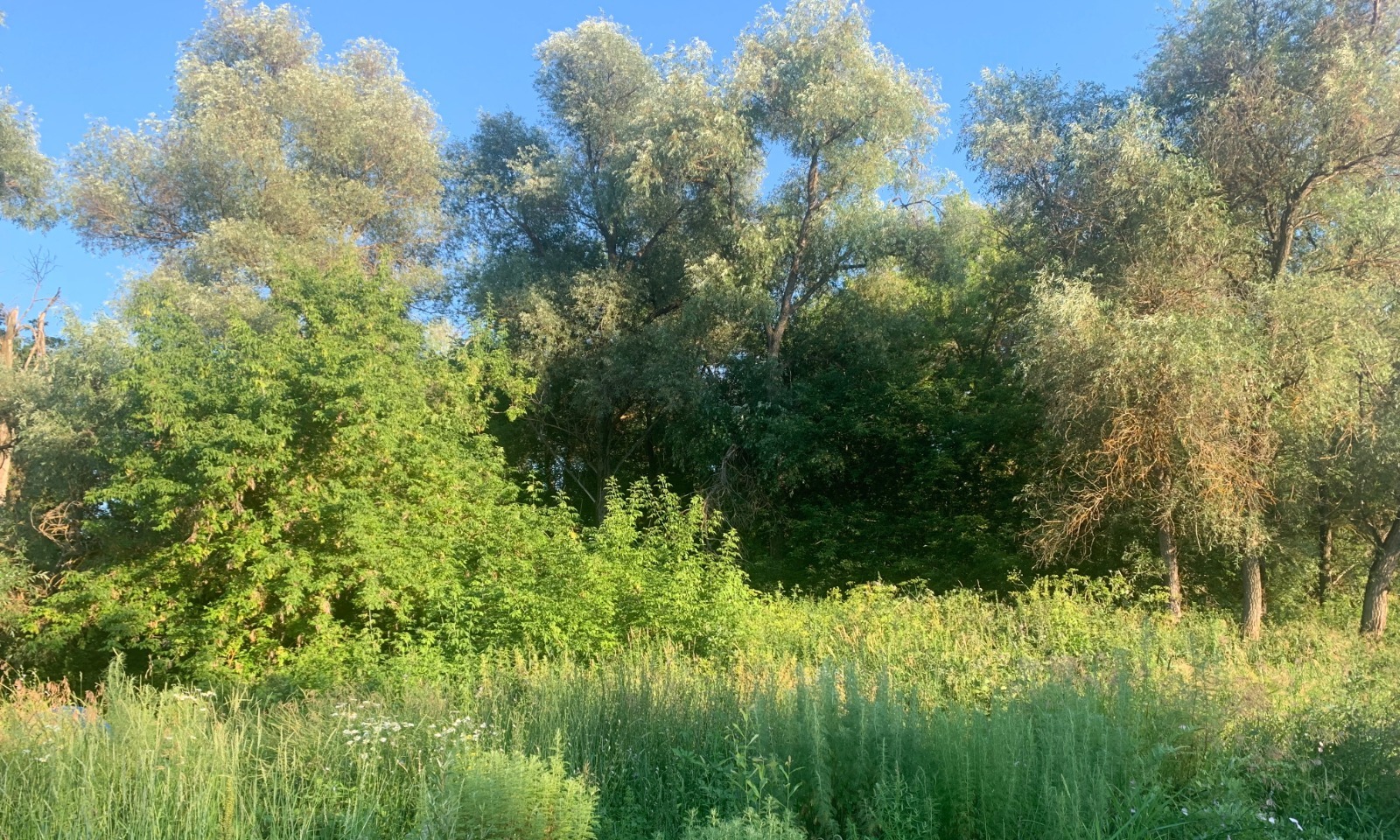 Галина Бахшиева