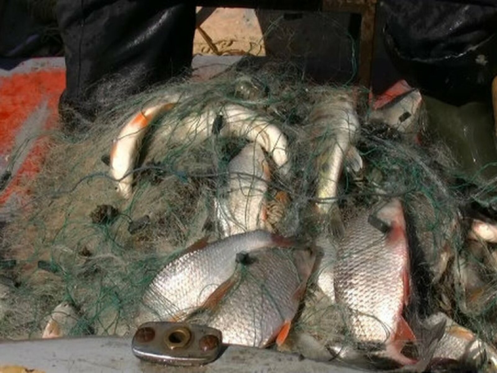 Лов рыбы сетью. Сеть для рыбалки. Браконьерская рыбалка.