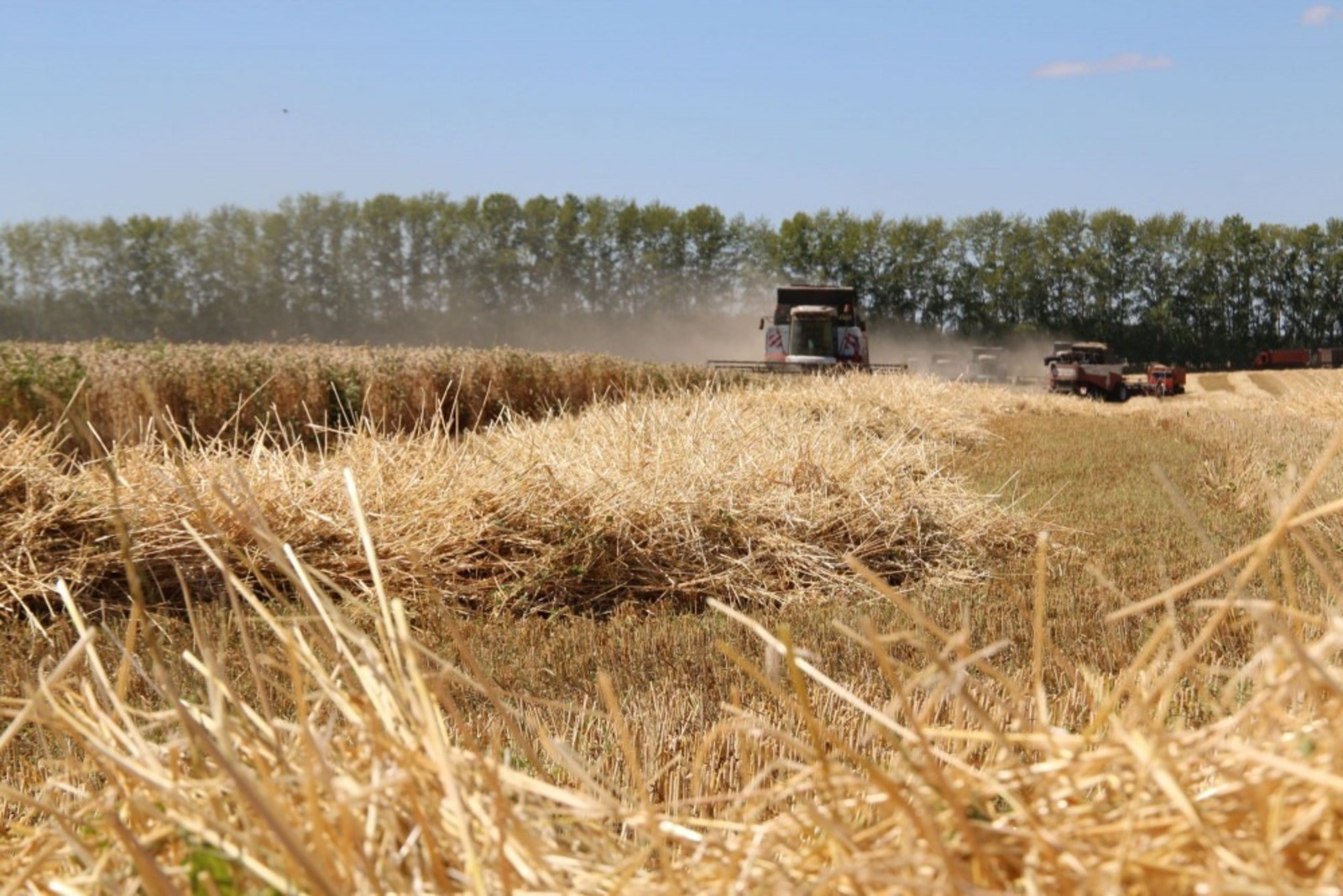 В Башкирии урожай зерновых составил уже 4,5 миллиона тонн