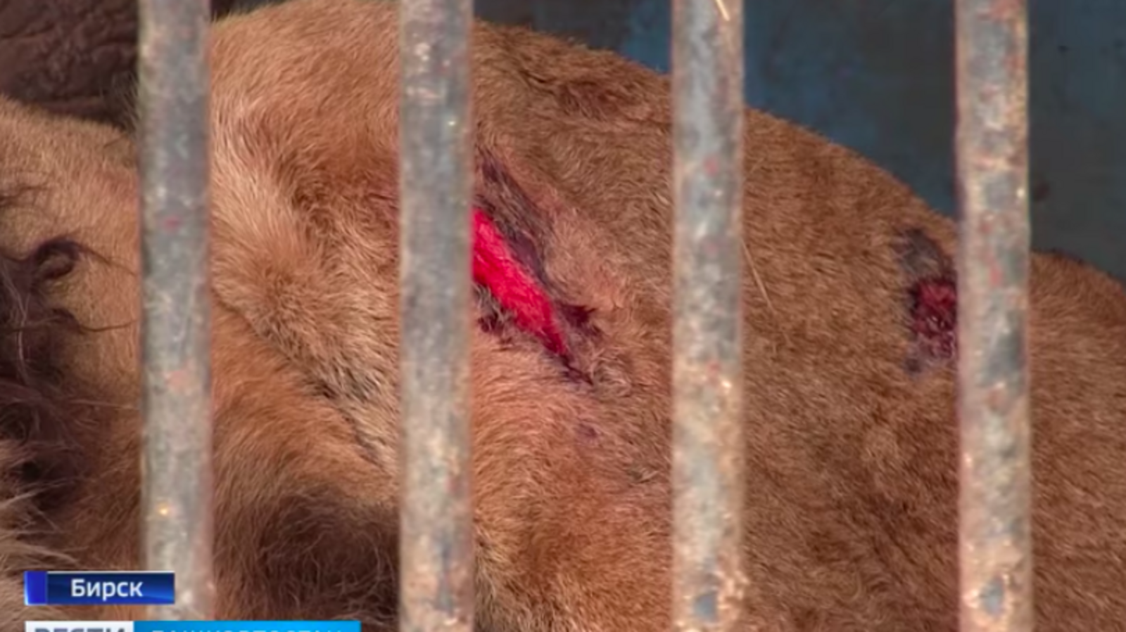 стоп-кадр видео ГТРК Башкортостан