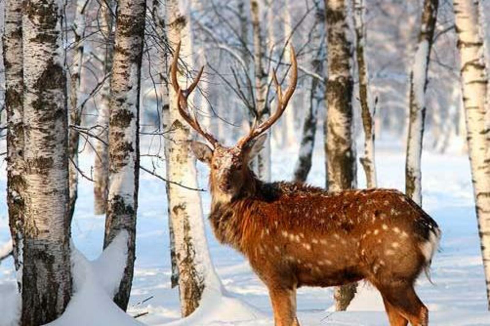 zoofayna.ru