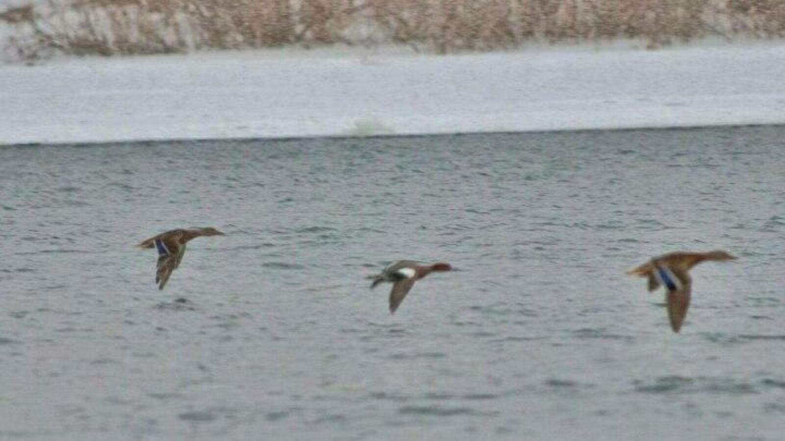 Эльза Габбасова, Илья Фролов