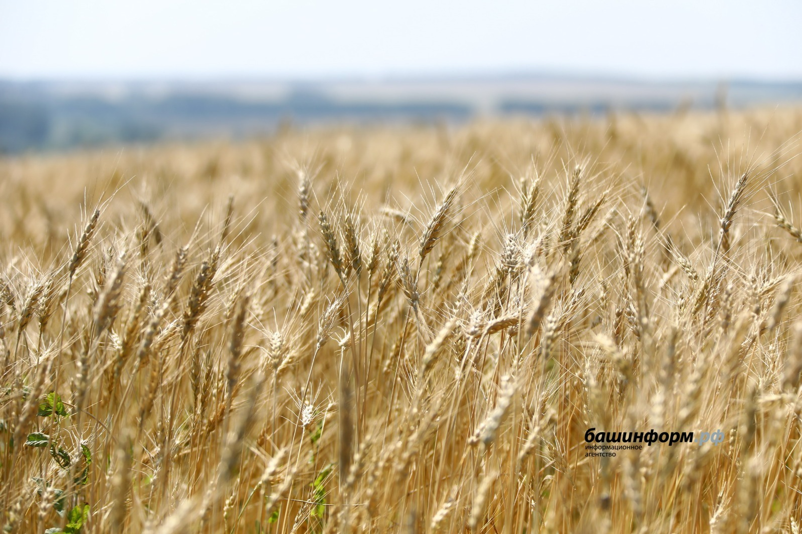Валерий Шахов
