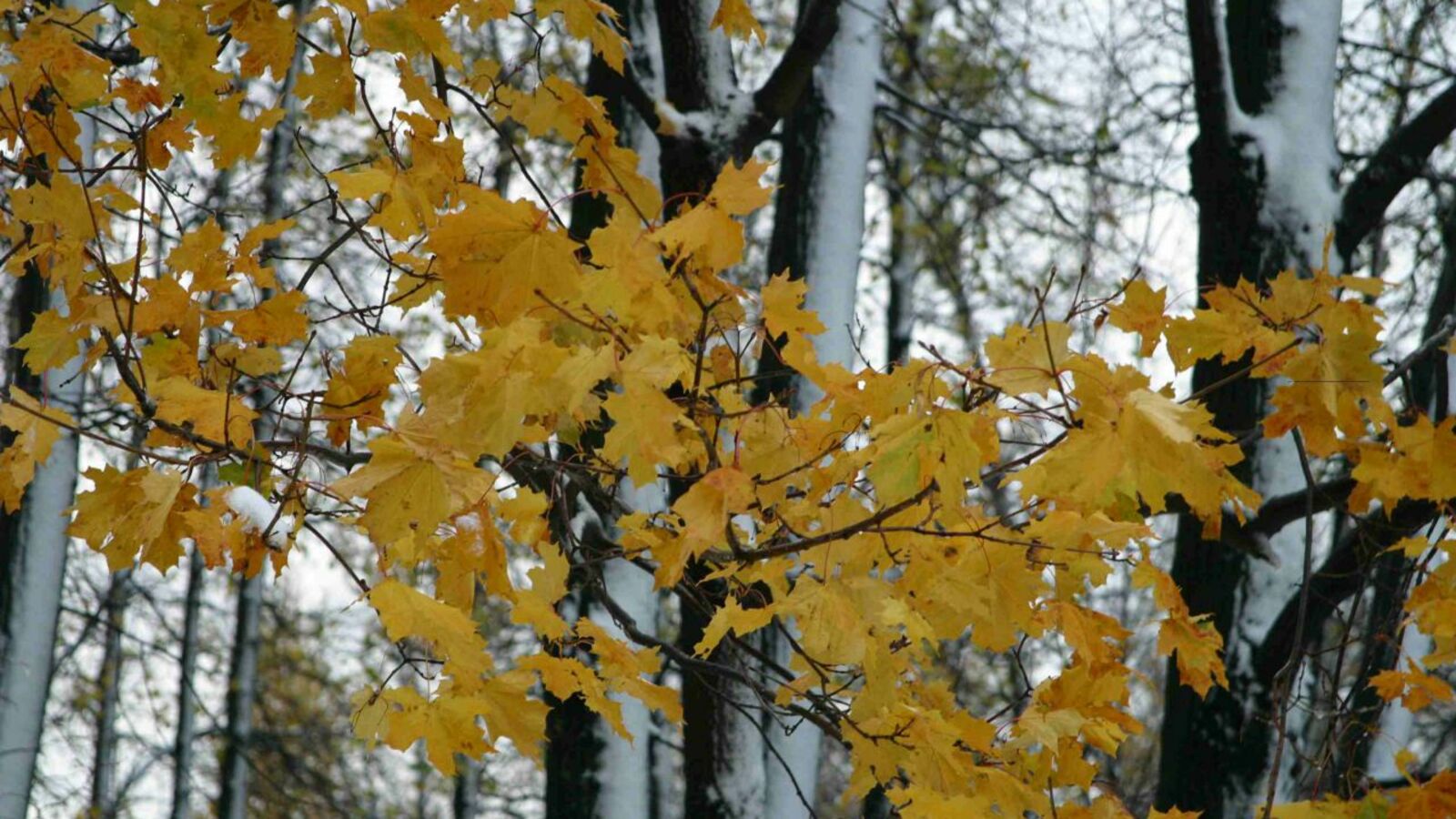 Андрей Старостин