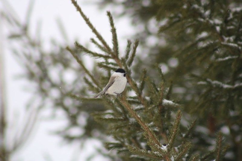 Нацпарк «Башкирия» ТГ-канал