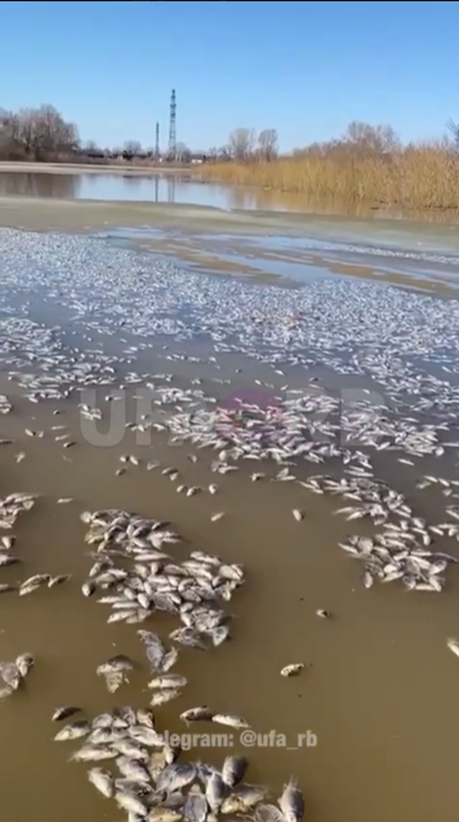 Скриншот |  "Ufa_rb" ТГ-каналы видеоһы