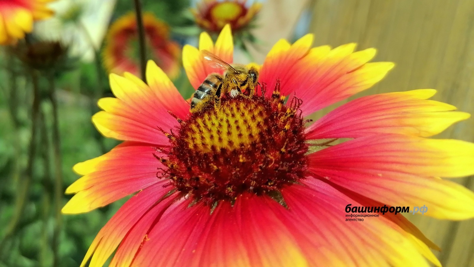 архив «Башинформ»