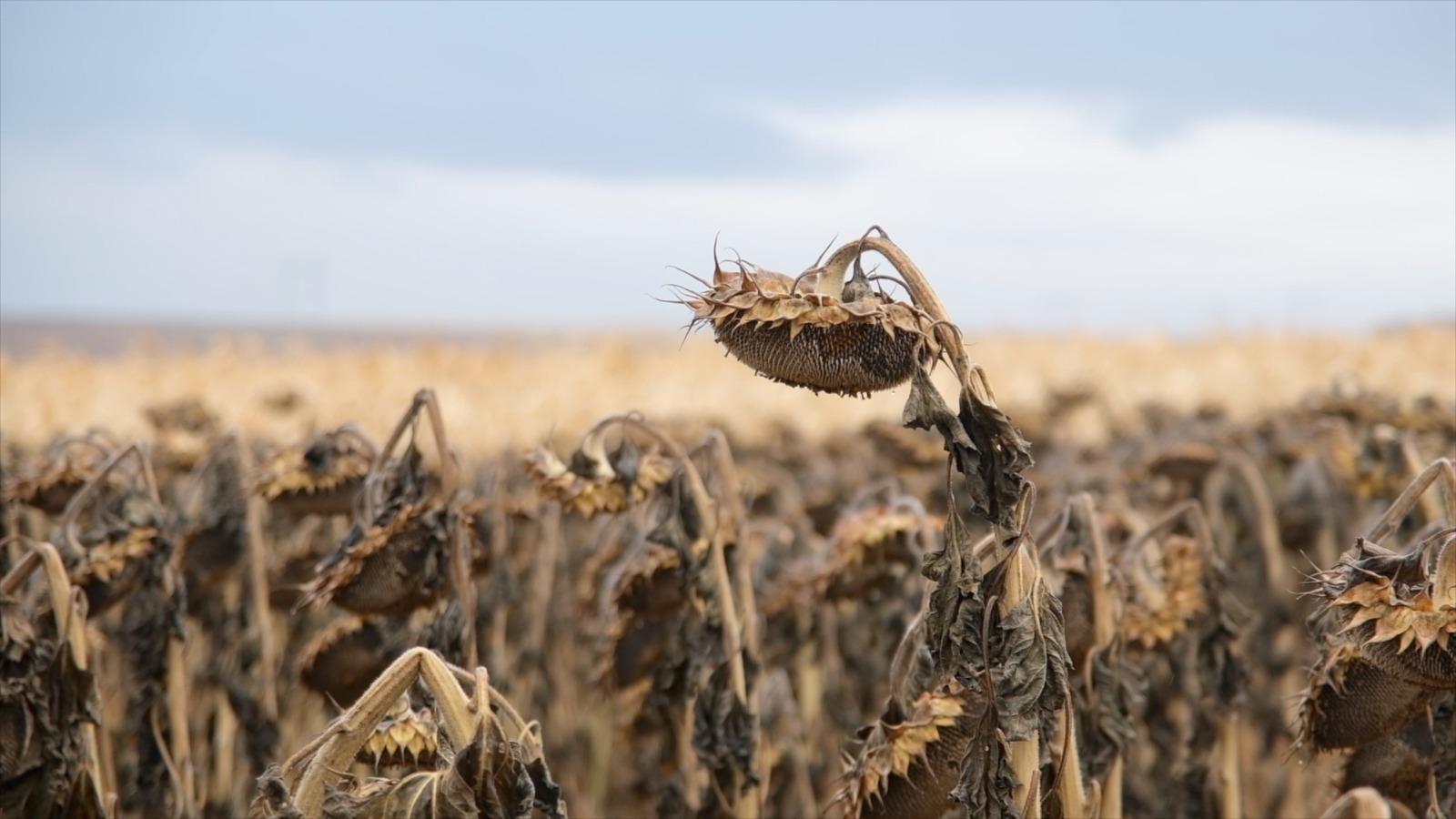 пресс-служба минсельхоз Башкирии