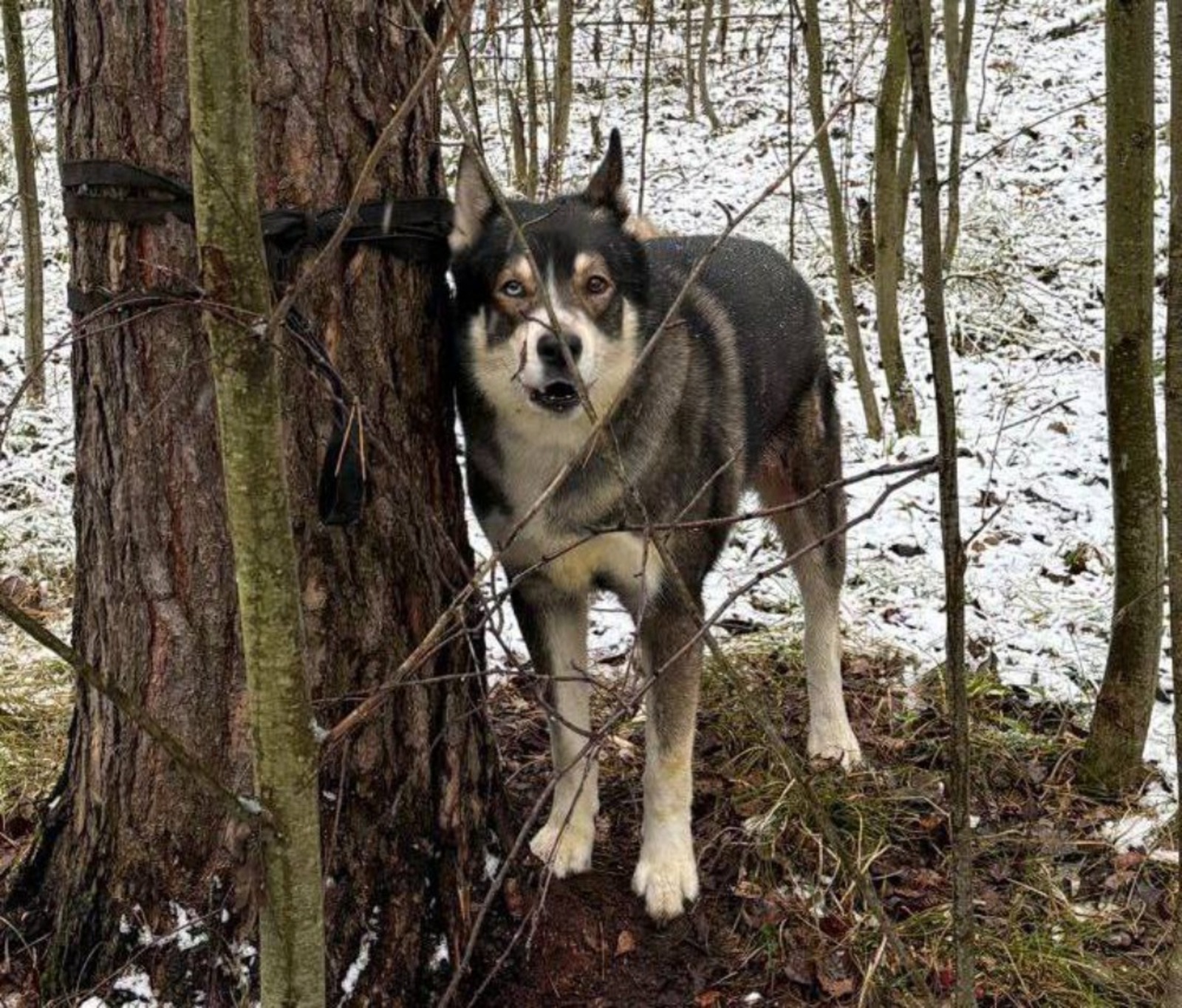 Зоопатруль-НН pravda-nn.ru