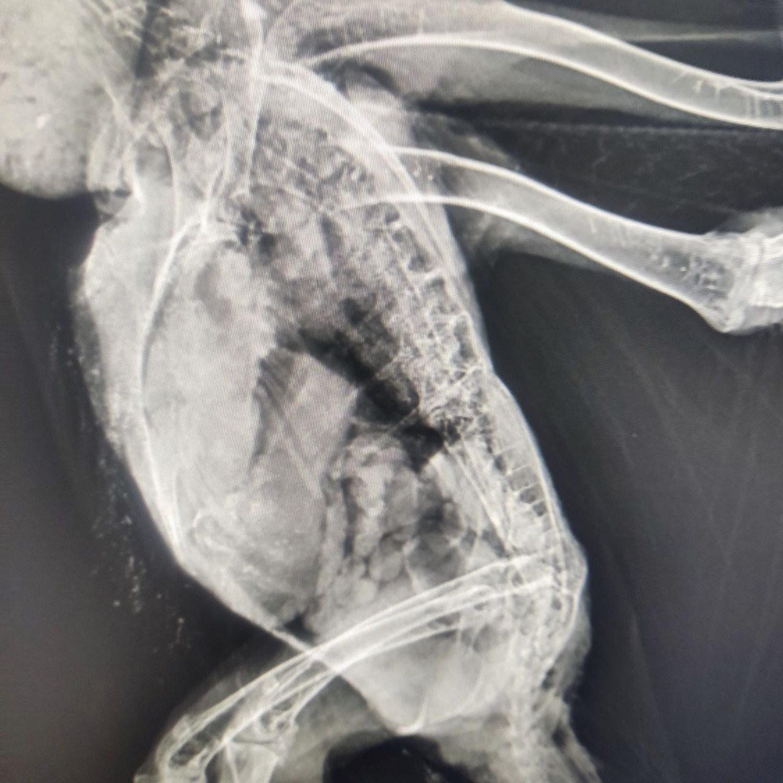 центр реабилитации диких животных «Пин и Пуф», телеграм