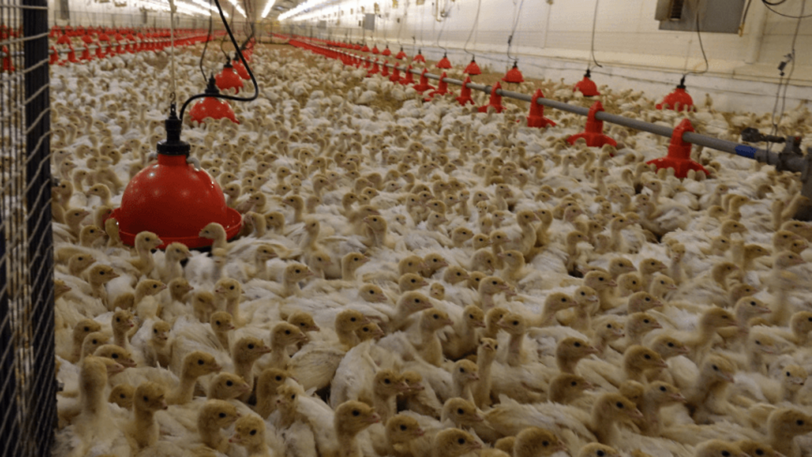 пресс-служба Минсельхоза Башкирии