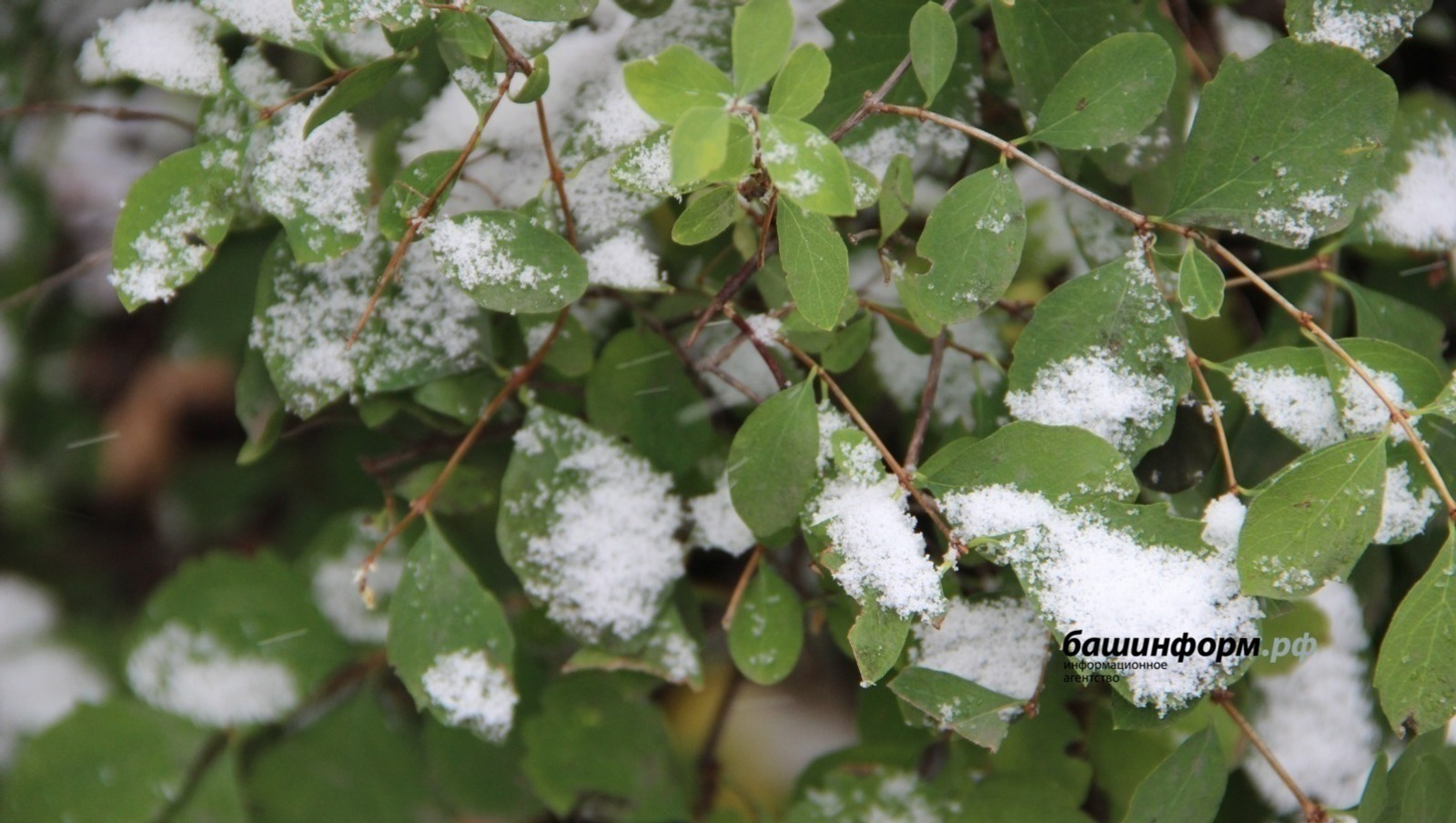 «Башинформ» мәғлүмәт агентлығы архивы