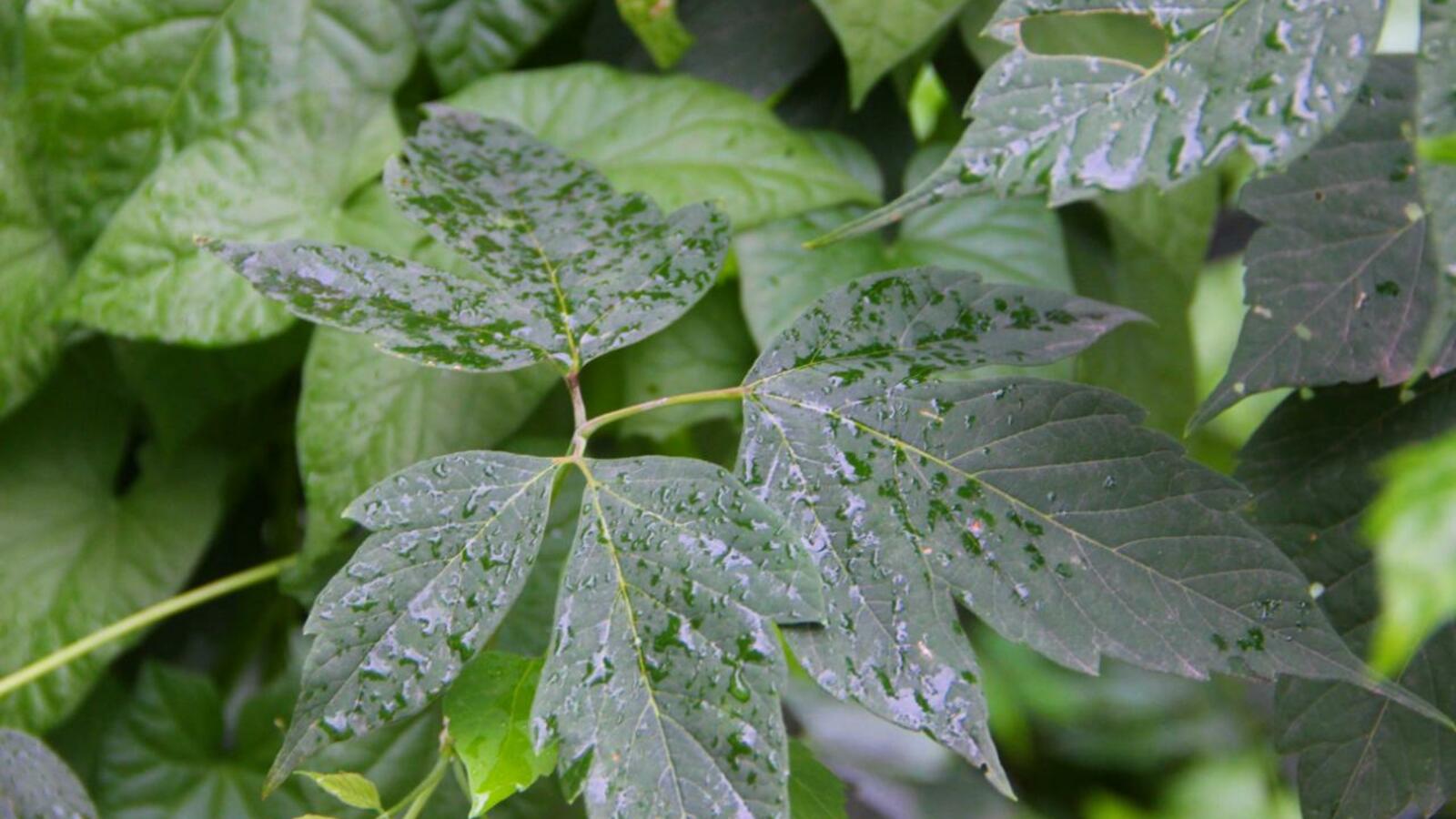 ИА "Башинформ"