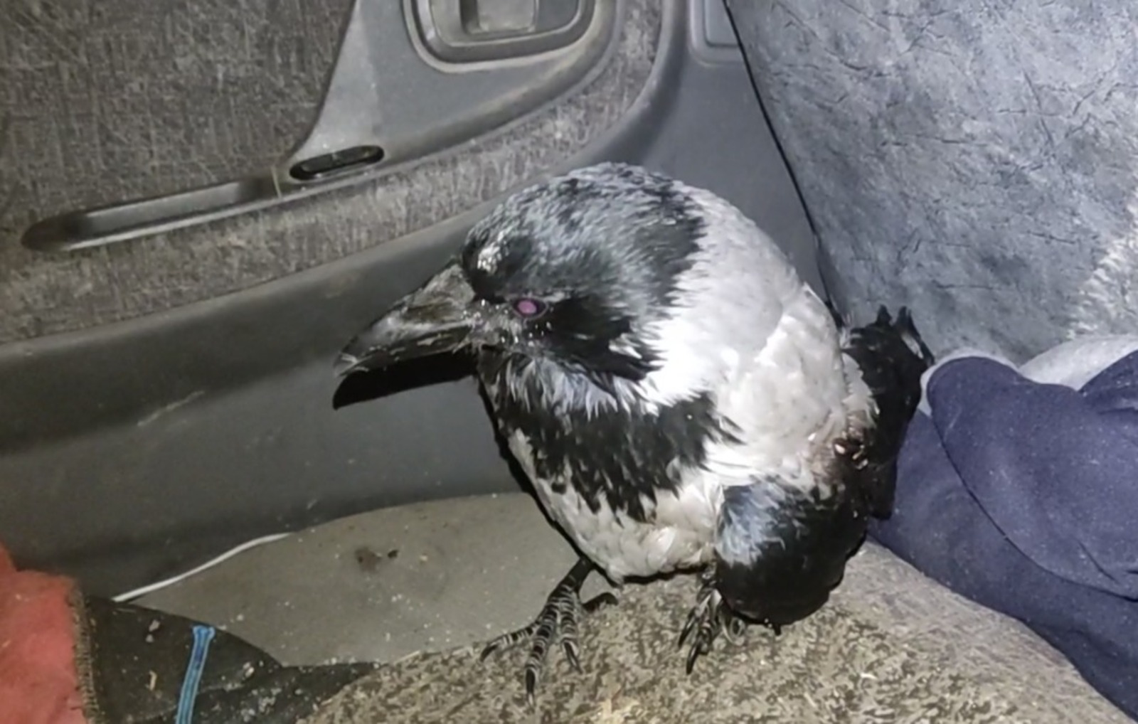 скрин видео telegram-канал Центра реабилитации диких животных «Пин и Пуф»