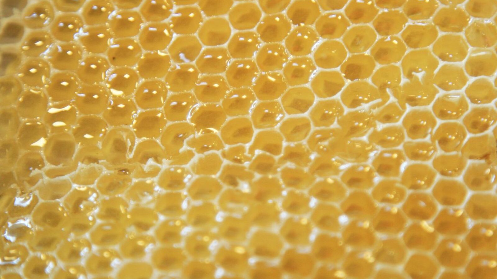 Андрей Старостин