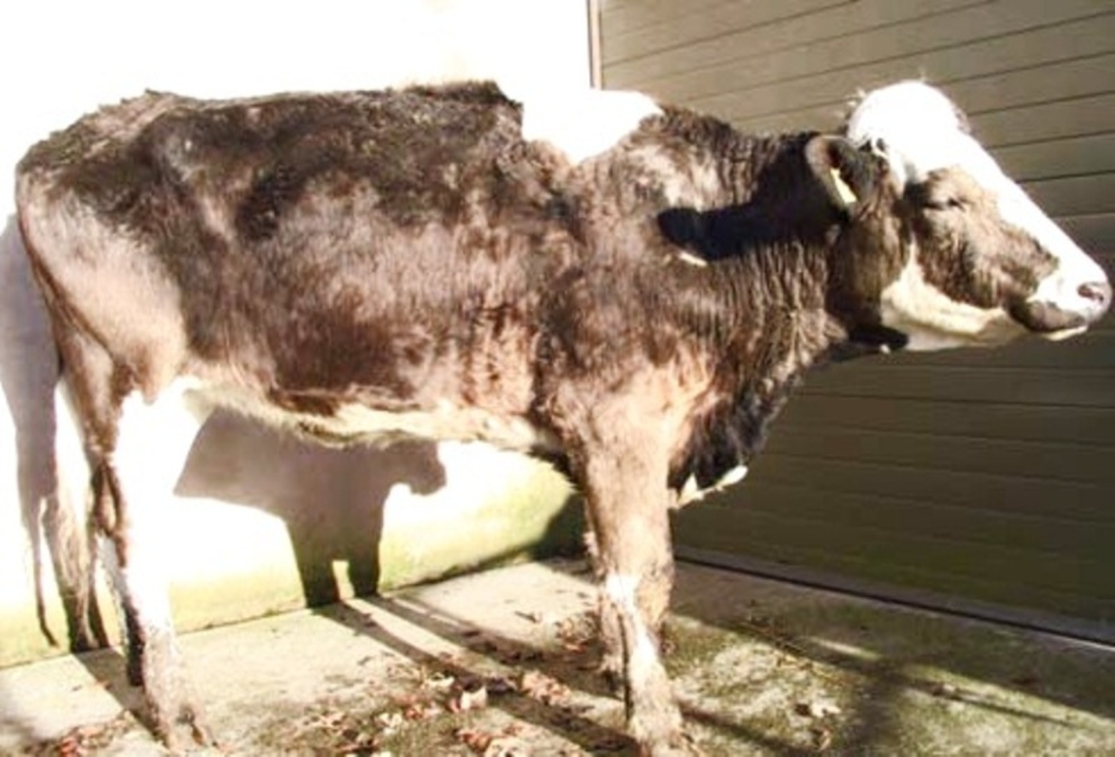 Болезнь коров бруцеллез что. Лейкоз крупного рогатого скота. Лептоспироз КРС симптомы.