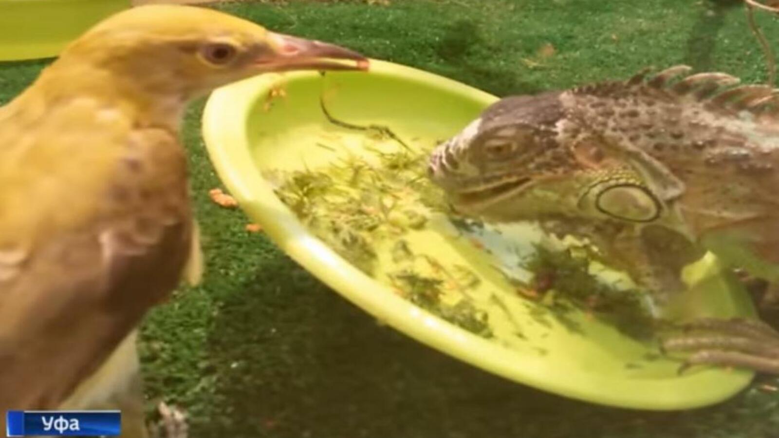 скриншот видео ГТРК «Башкортостан»