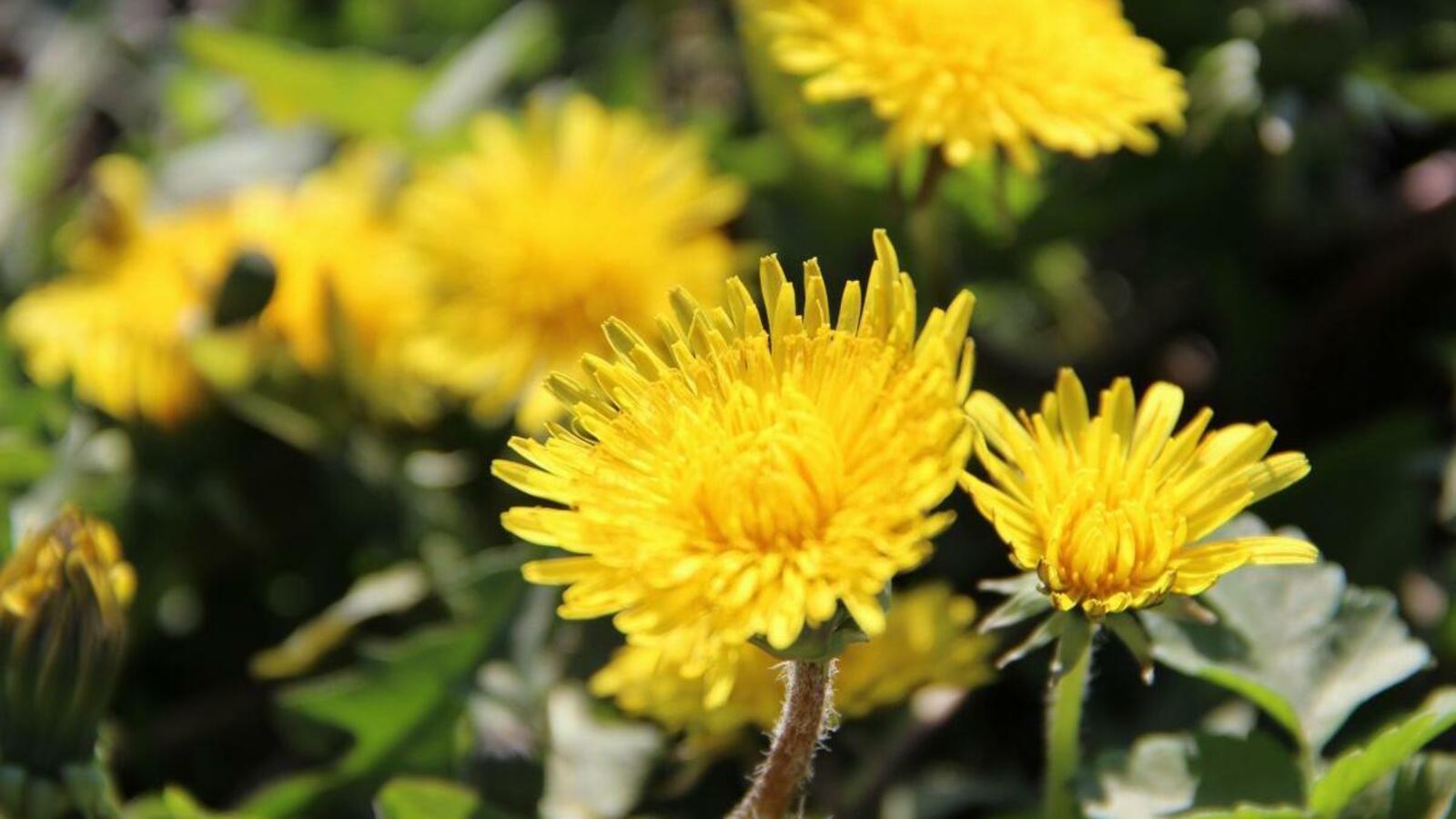 ИА «Башинформ»