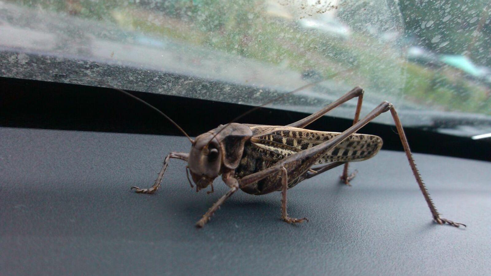 Андрей Старостин