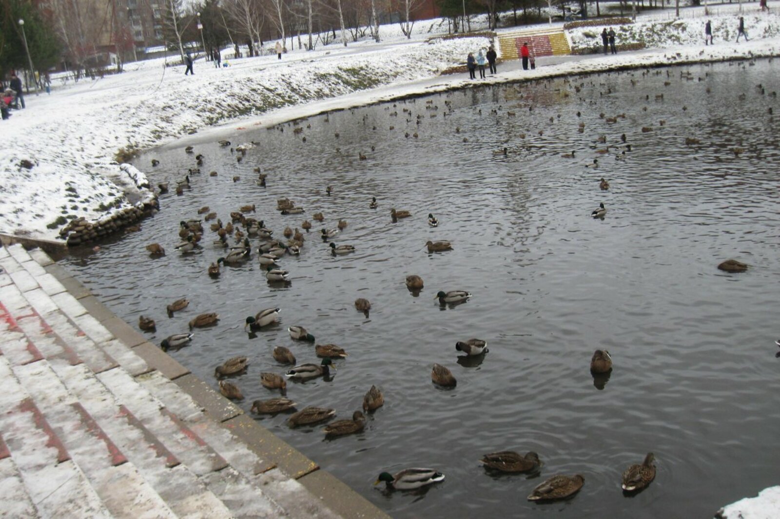 Любовь Колоколова