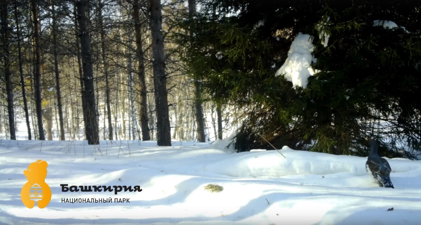 скриншот видео нацпарка «Башкирия»