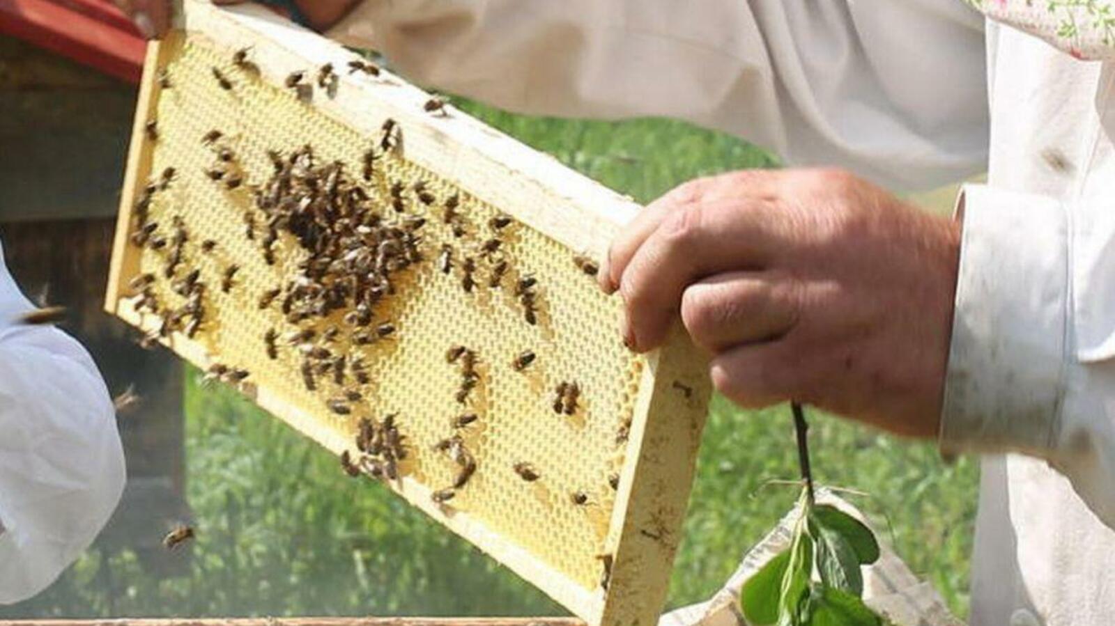 ИА «Башинформ»