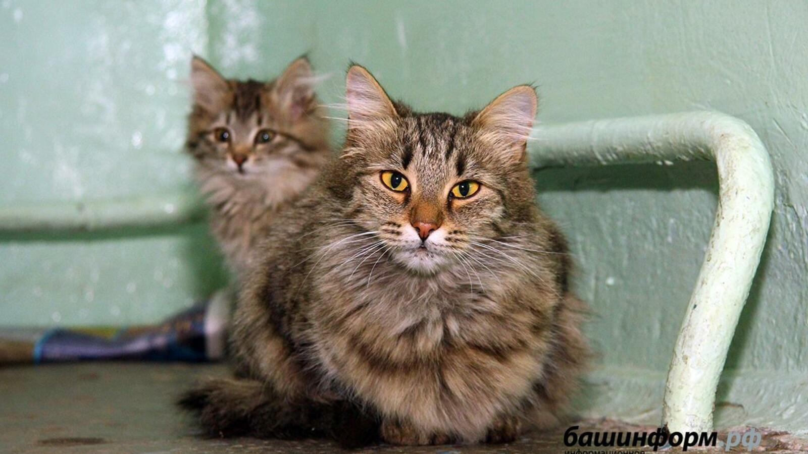 Валерий Шахов