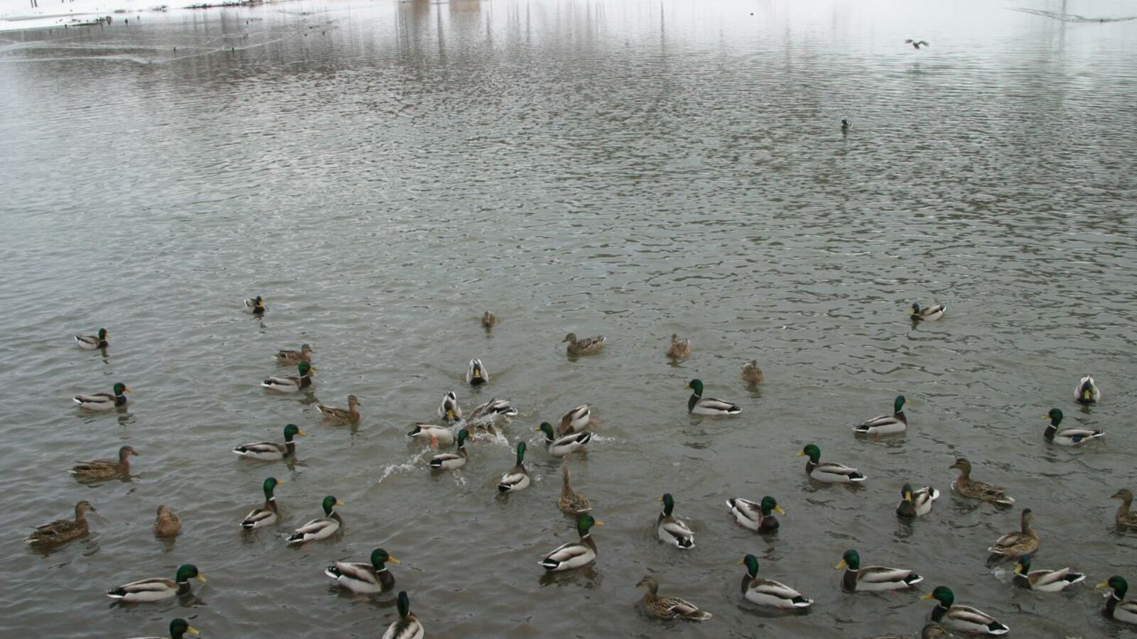 Андрей Старостин