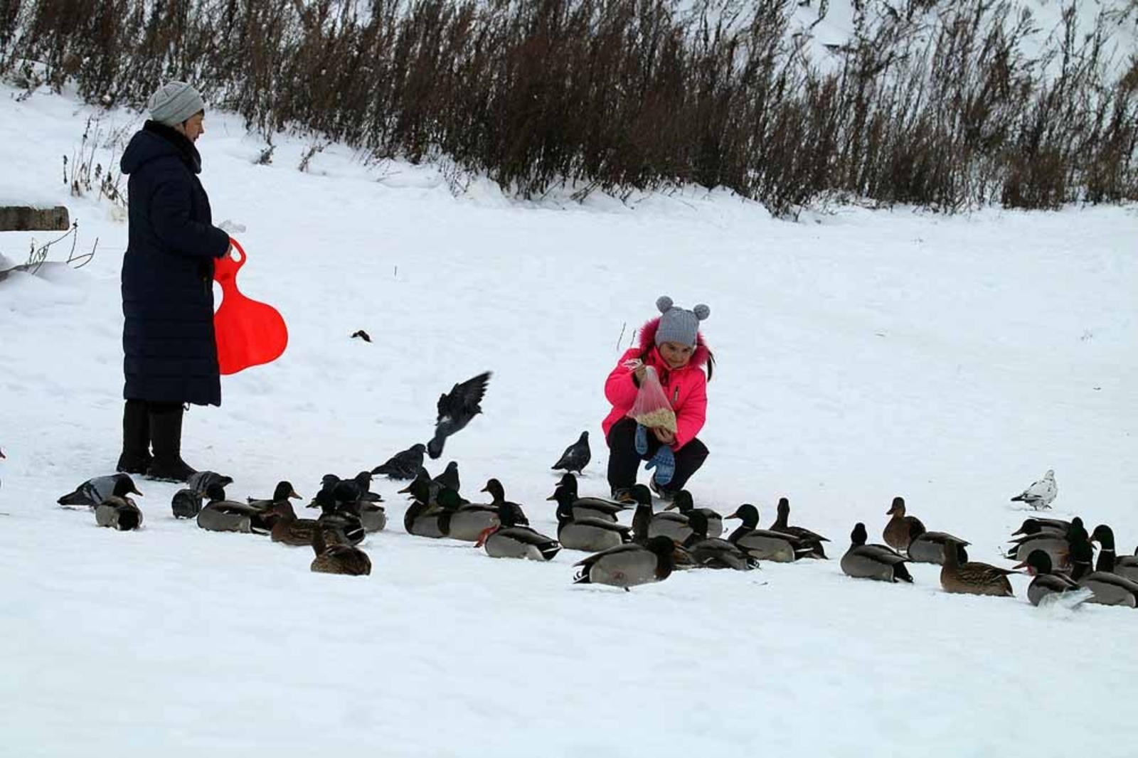 Эльза ГАББАСОВА  Зимой орнитологи советуют подкармливать водоплавающих птиц, чтобы те легче пережили морозы.