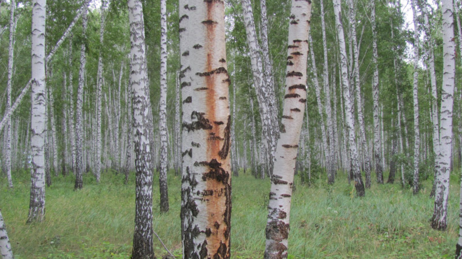 Минлесхоз РБ