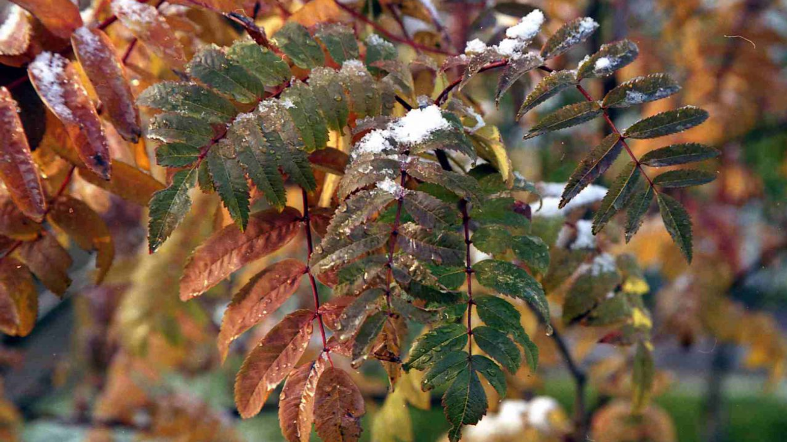 Андрей Старостин