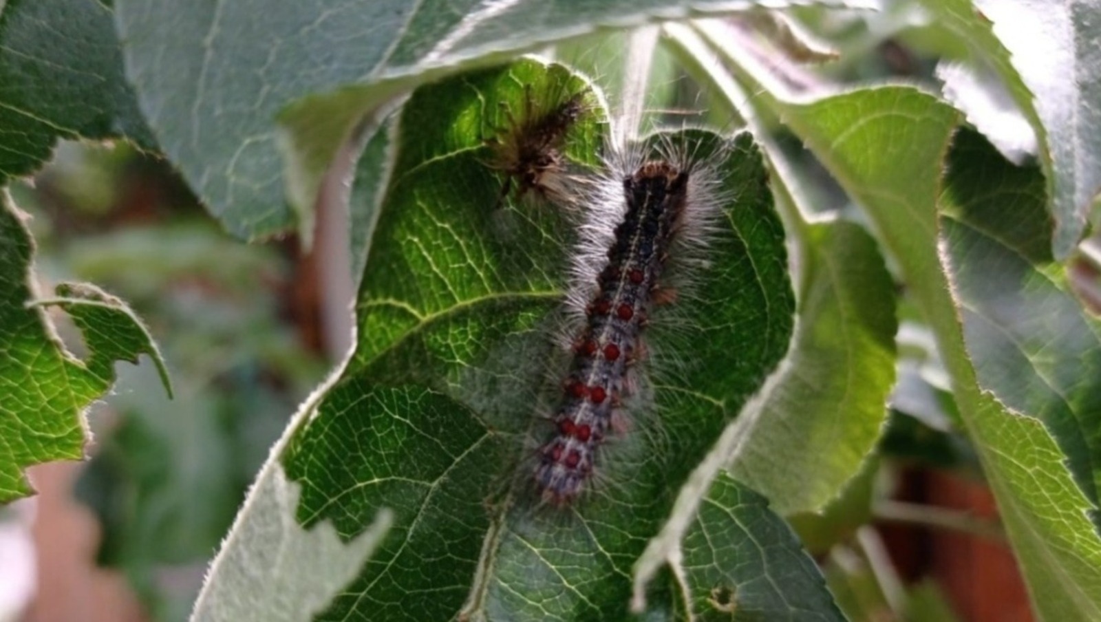 Михаил Кривошеев