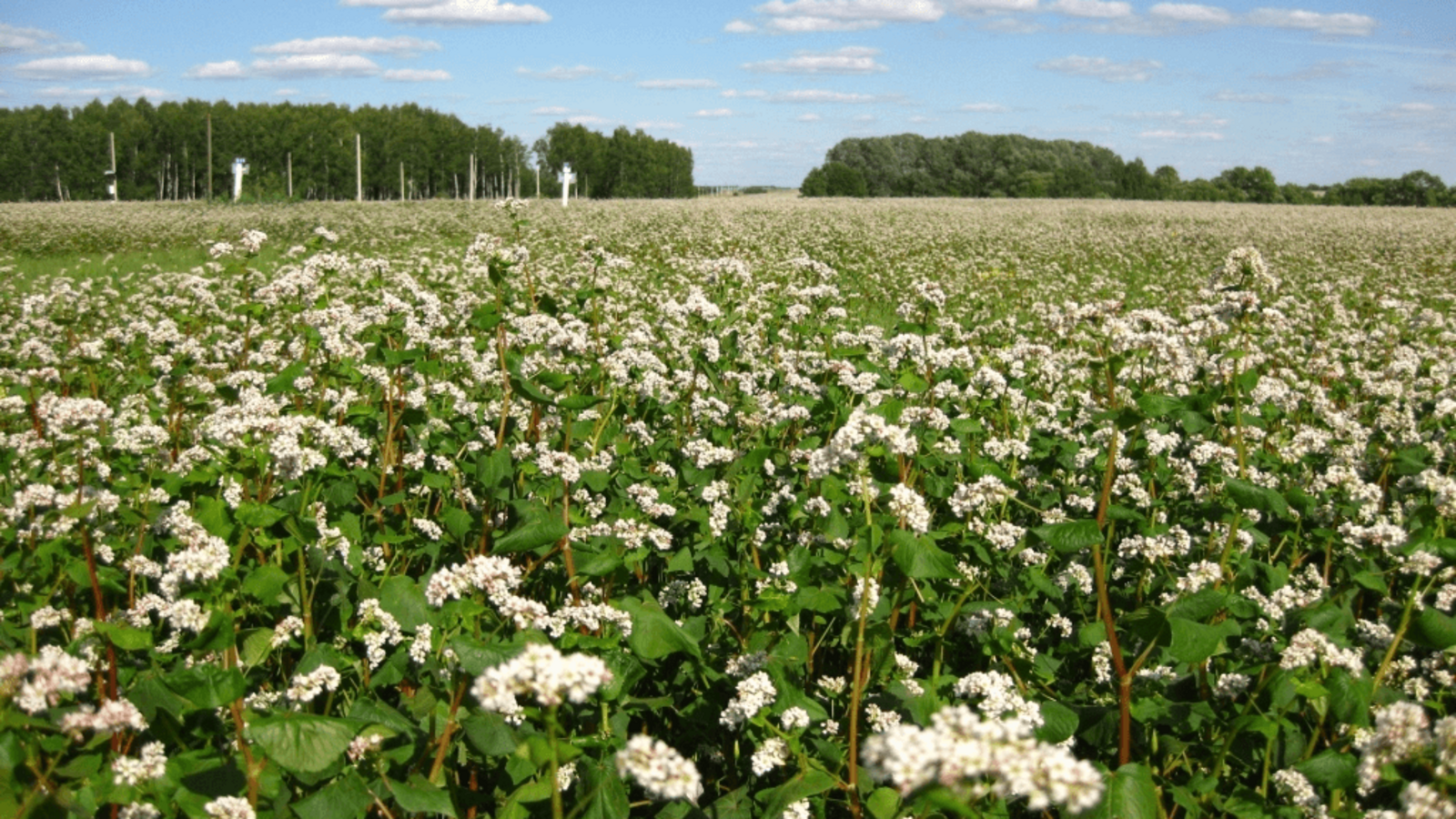 Минсельхоз Башкирии
