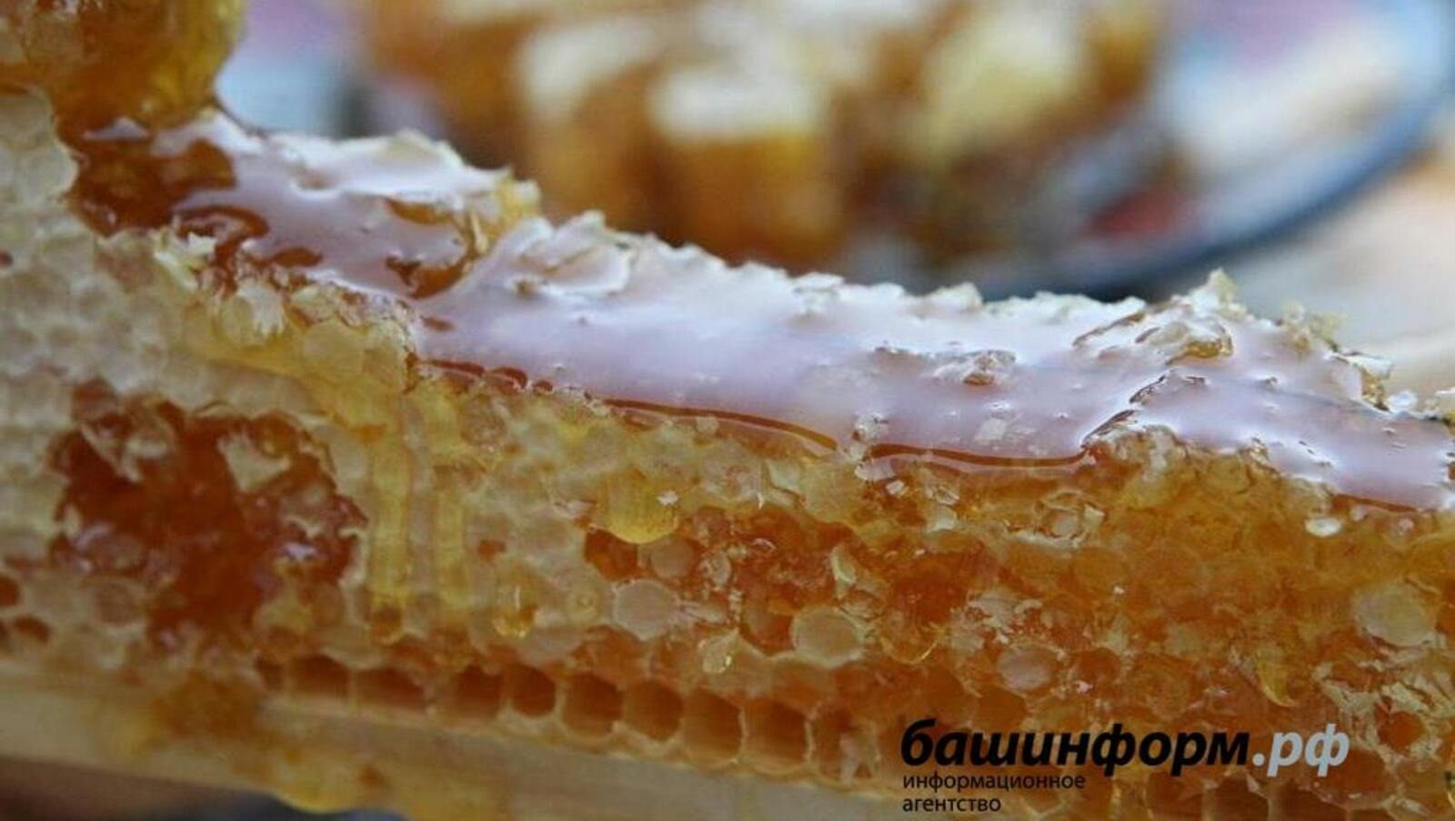 В Башкирии перенесен международный пчеловодческий форум «АпиМир»