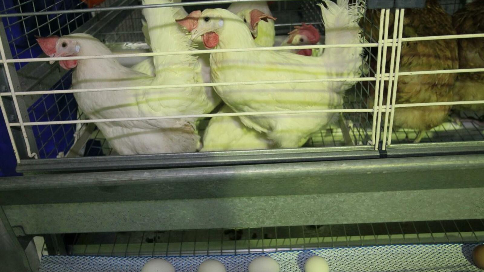 ИА «Башинформ»