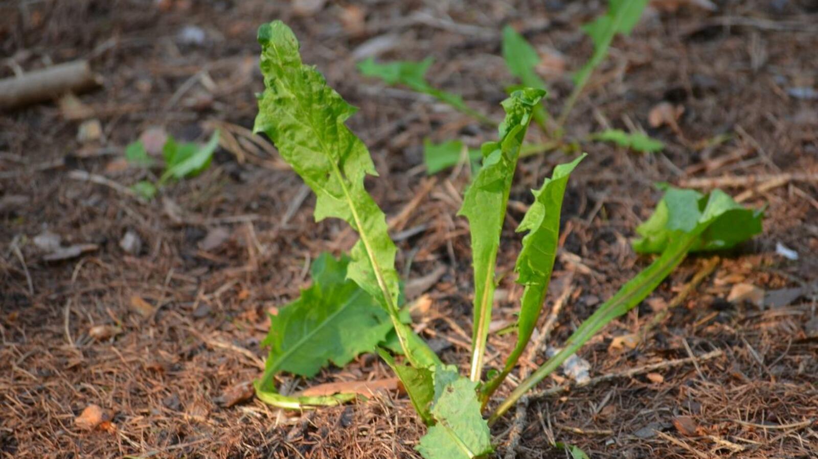 Ксения Калинина