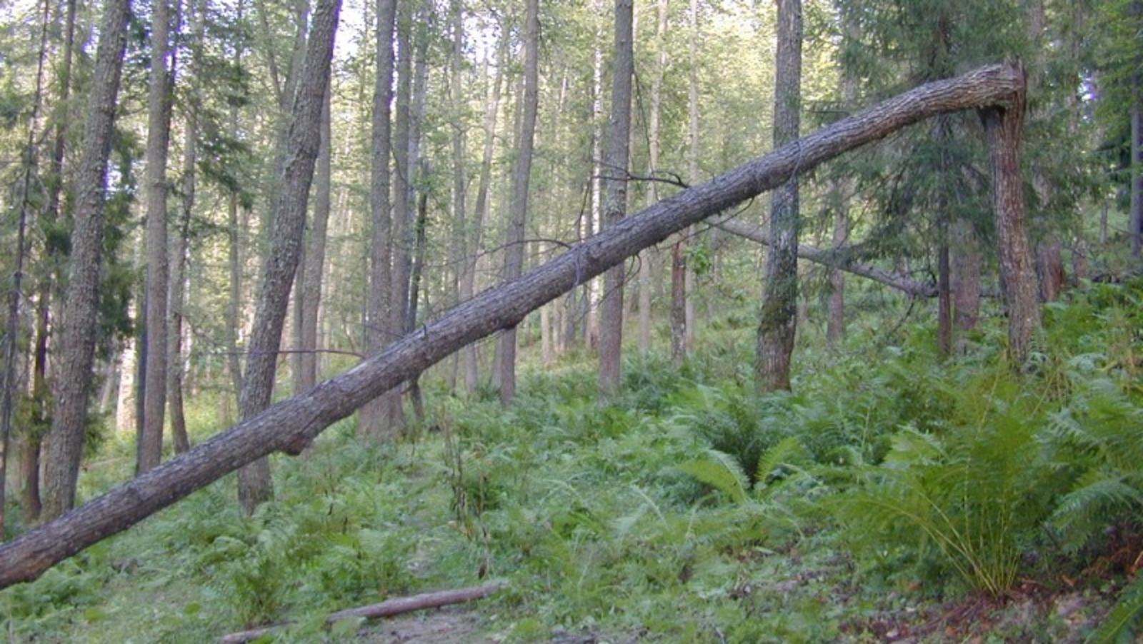 Валерий Шахов