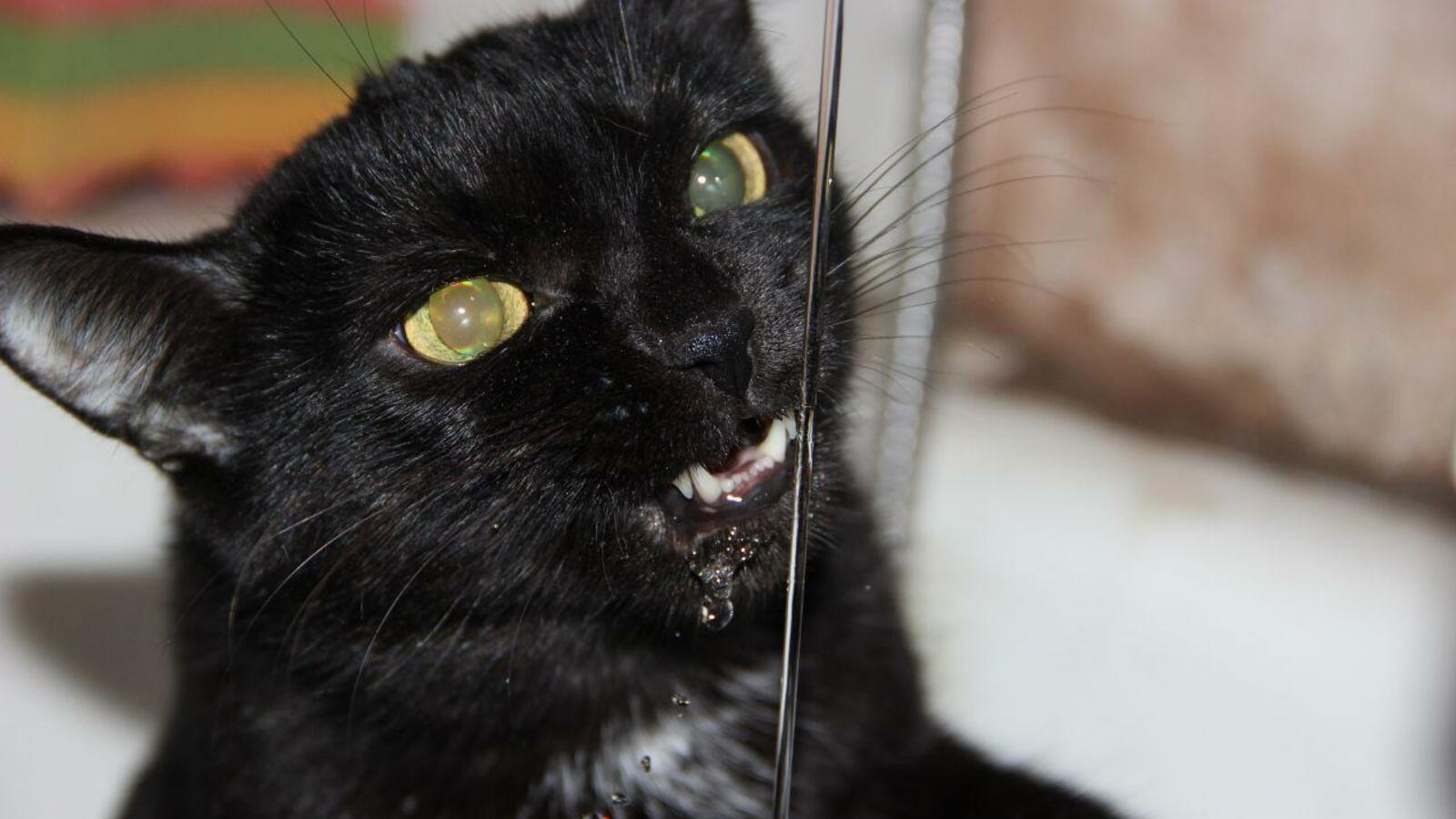 ИА «Башинформ»