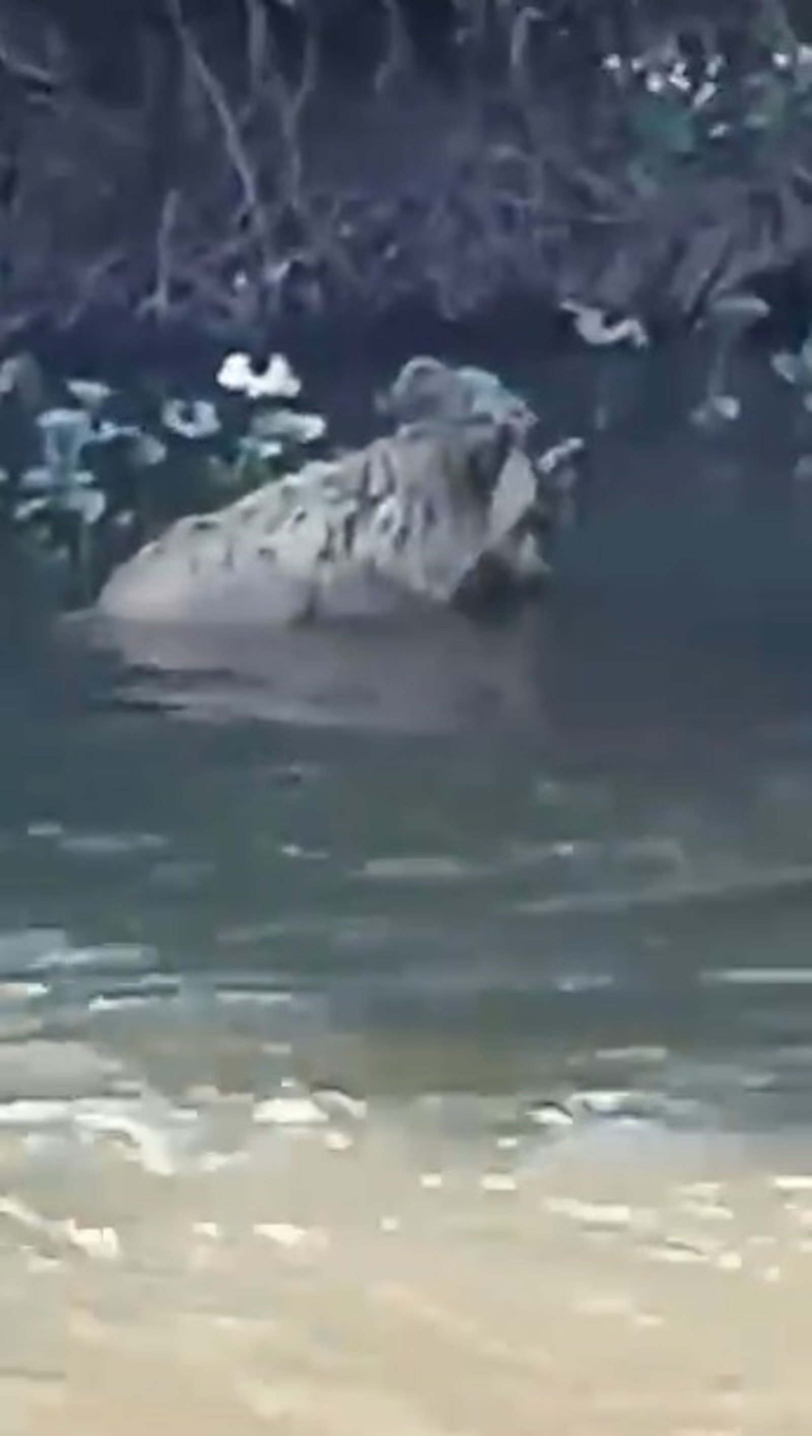 скриншот видео