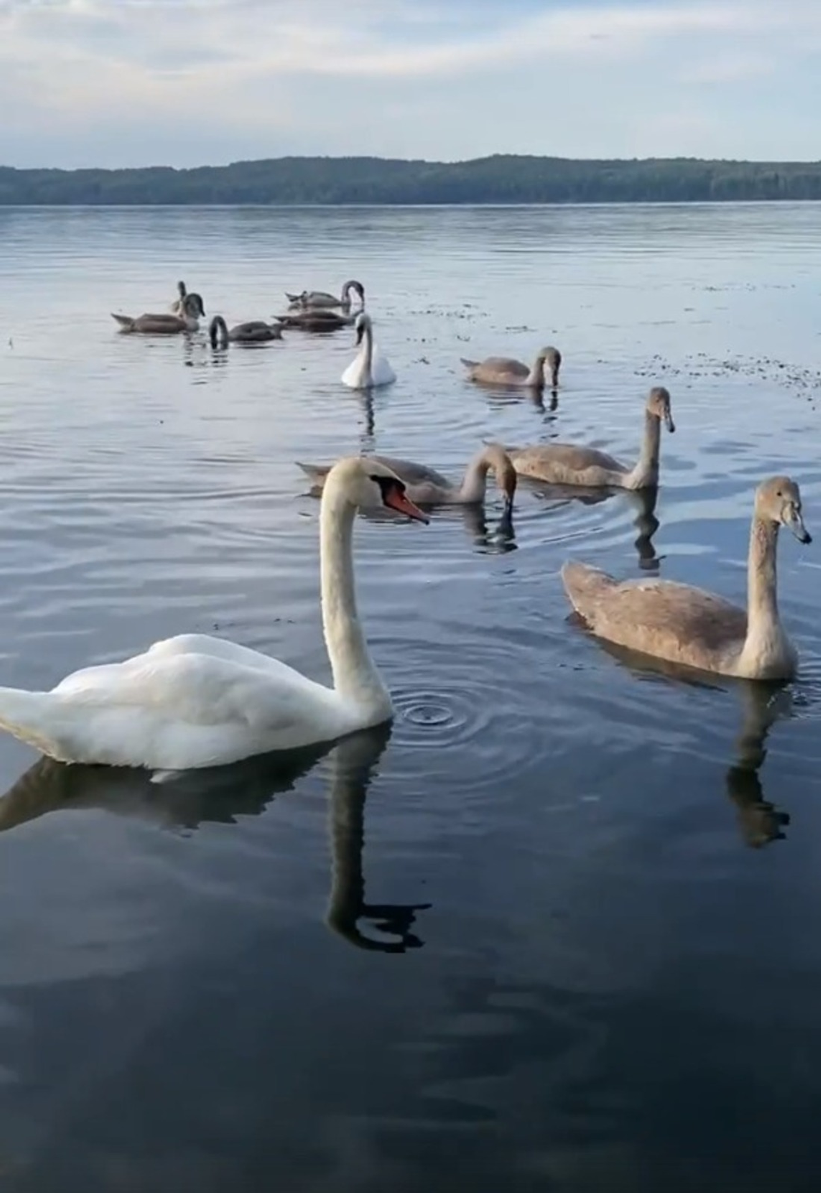 видеонан скриншот