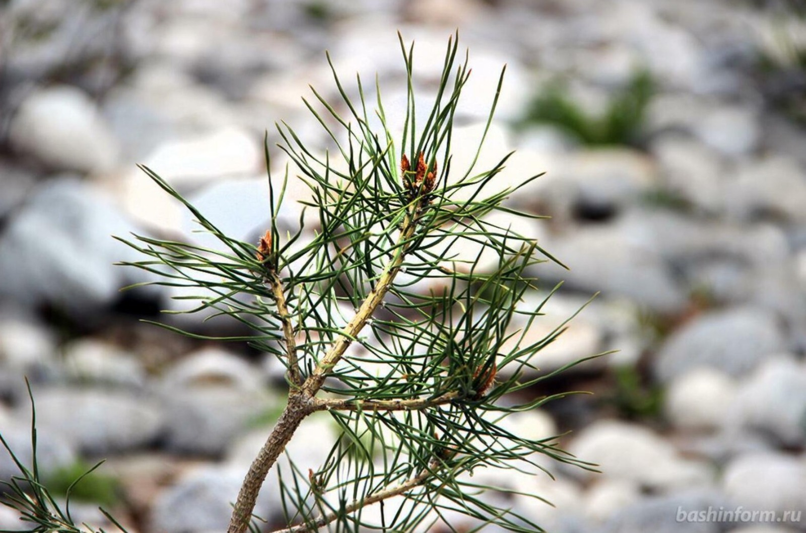 ИА «Башинформ»  архив