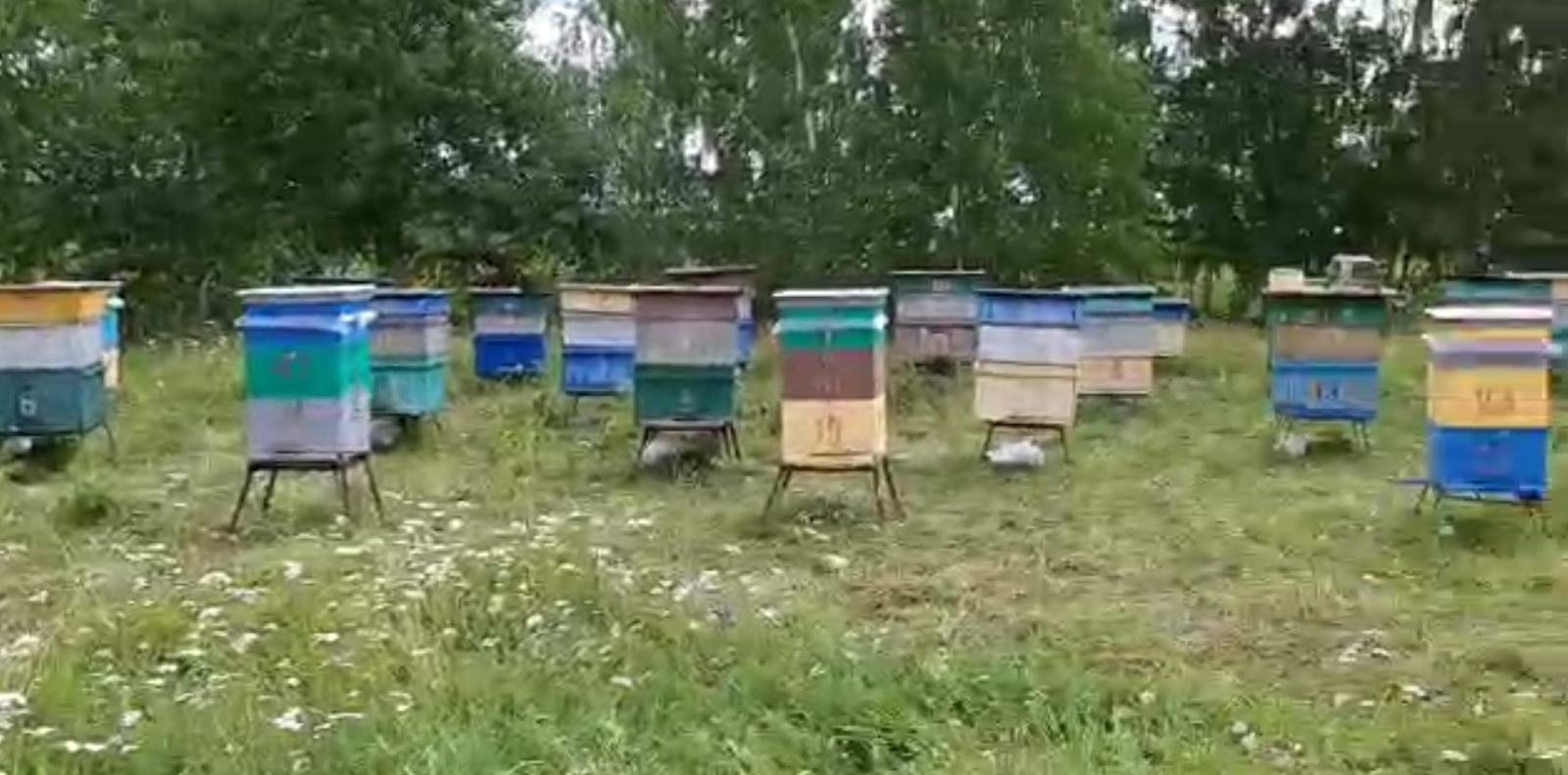 Иглинские пчеловоды привезли пчел на гречиху в Салаватский район