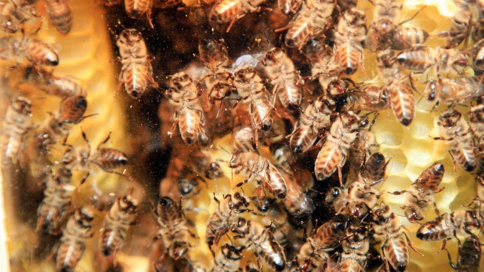 ИА «Башинформ»