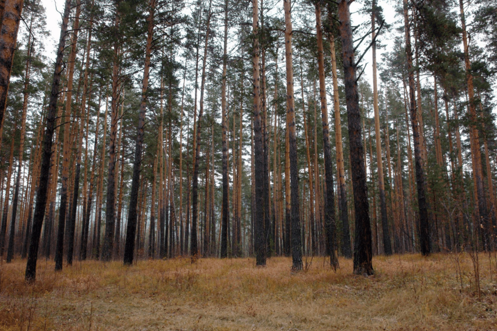 соцсети