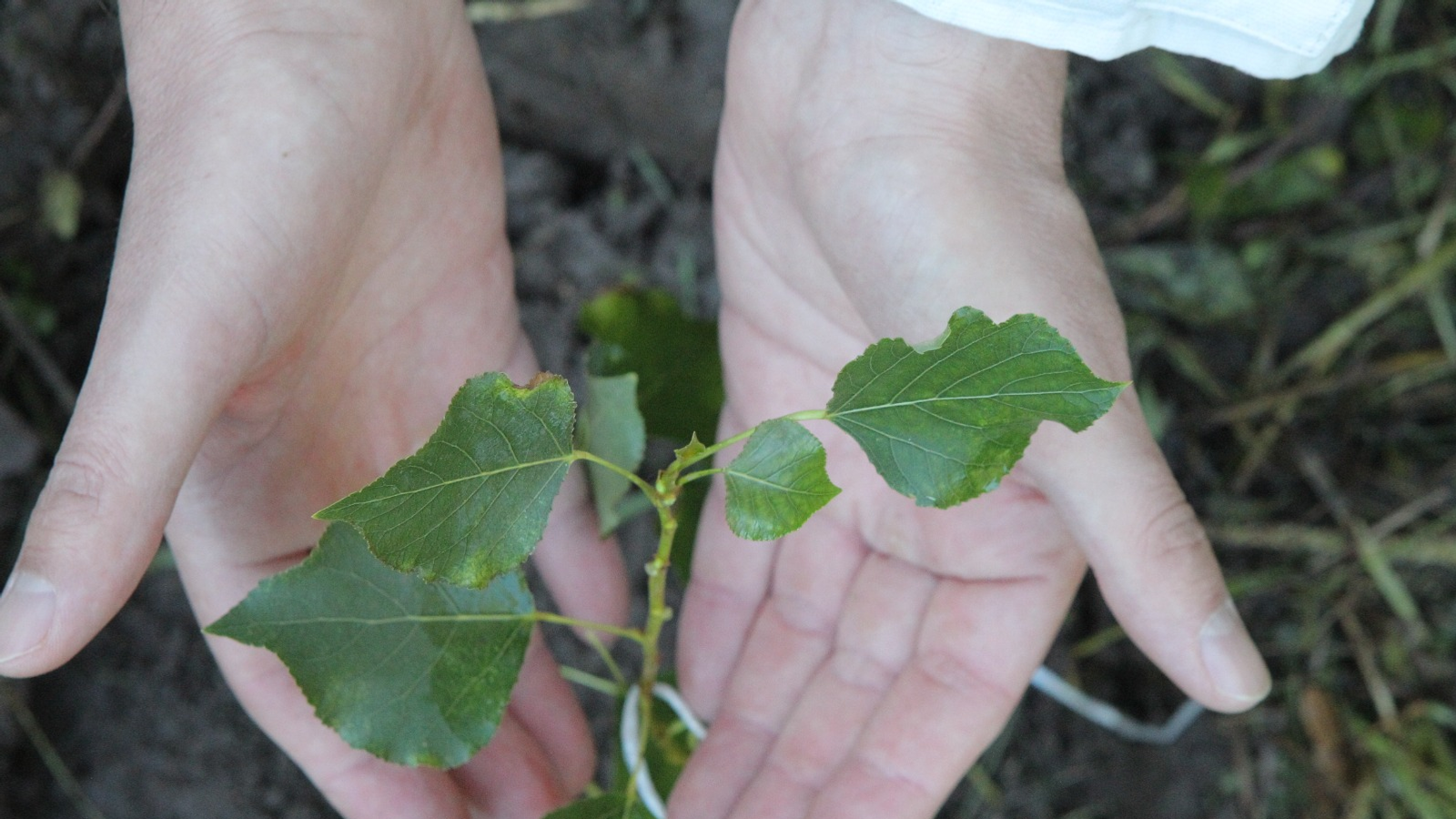 Олег Яровиков