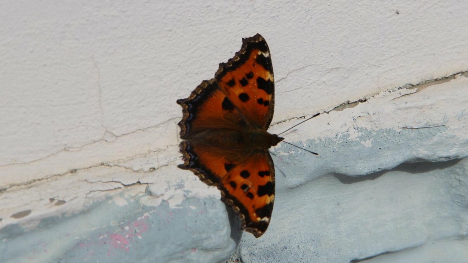 Ксения Калинина