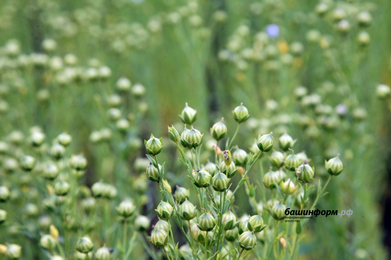 Олег Яровиков  ИА «Башинформ»