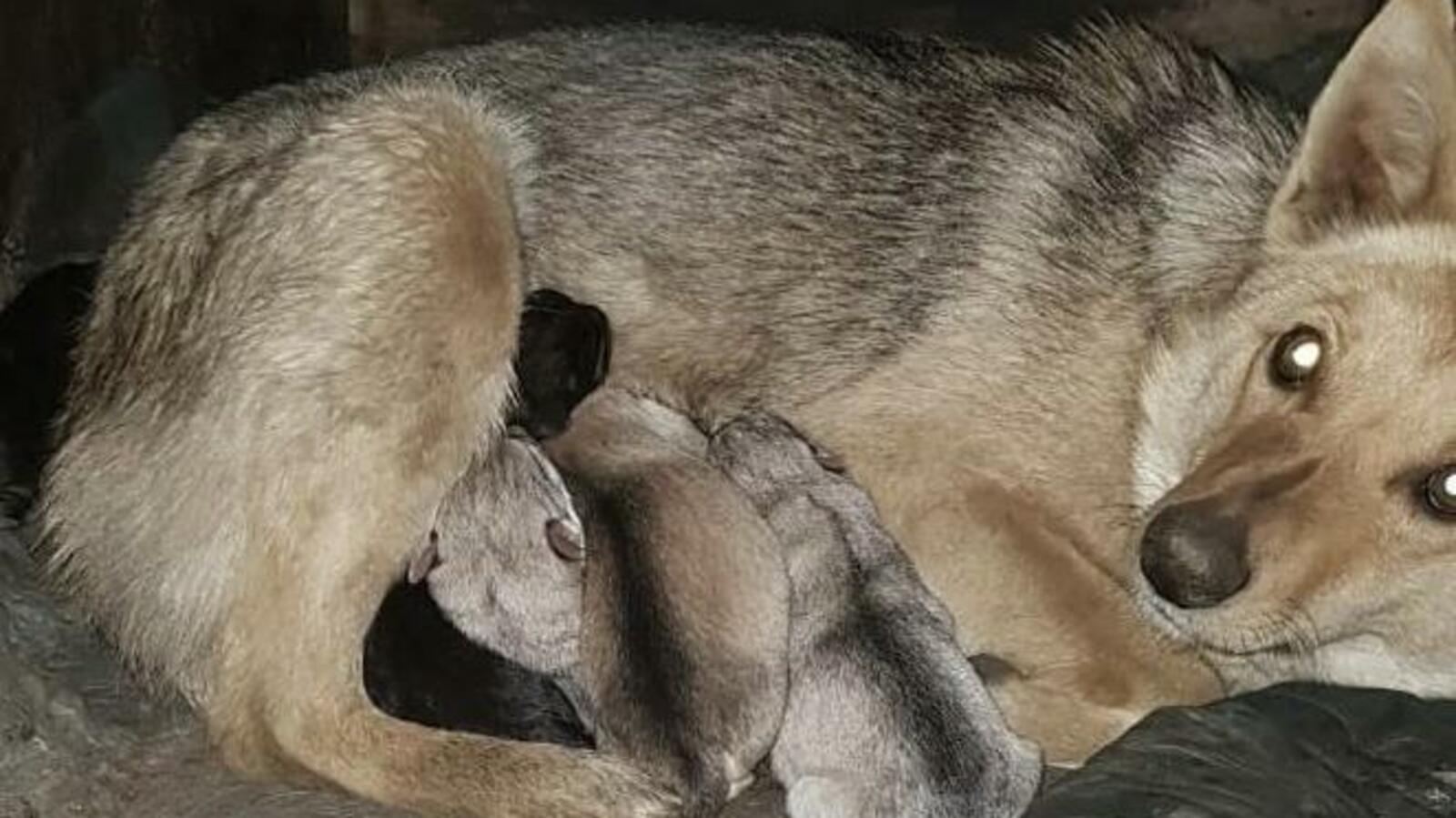 Дина Ханова